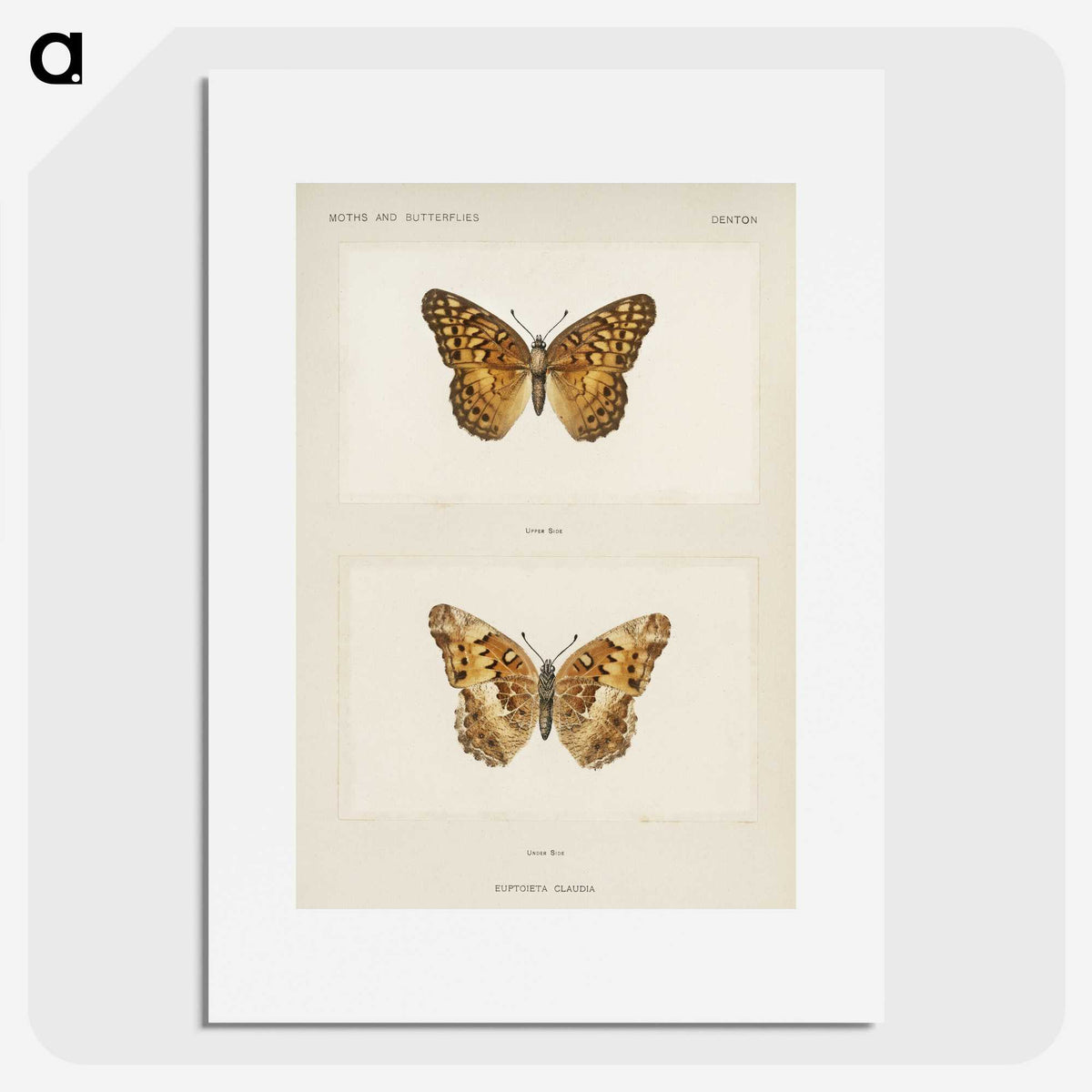 1-50_Moths-and-Butterflies-of-the-United-States_picture