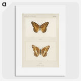 1-50_Moths-and-Butterflies-of-the-United-States_picture