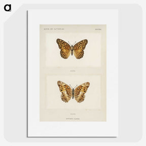 1-50_Moths-and-Butterflies-of-the-United-States_picture