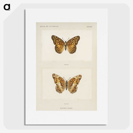 1-50_Moths-and-Butterflies-of-the-United-States_picture