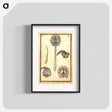 アートポスター-Anatomical Study of the Brain
 - 国立医学図書館 Poster.