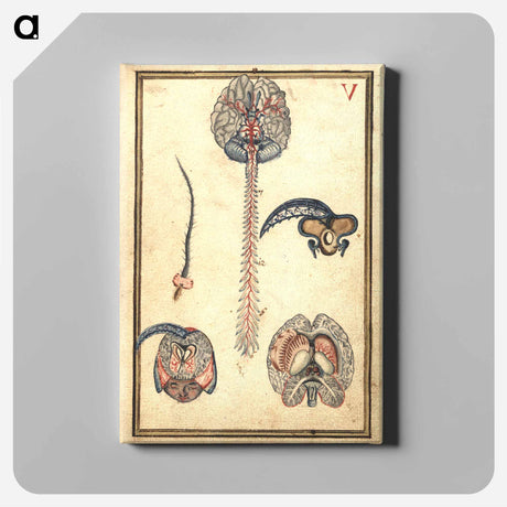 アートパネル-Anatomical Study of the Brain
 - 国立医学図書館 Canvas.