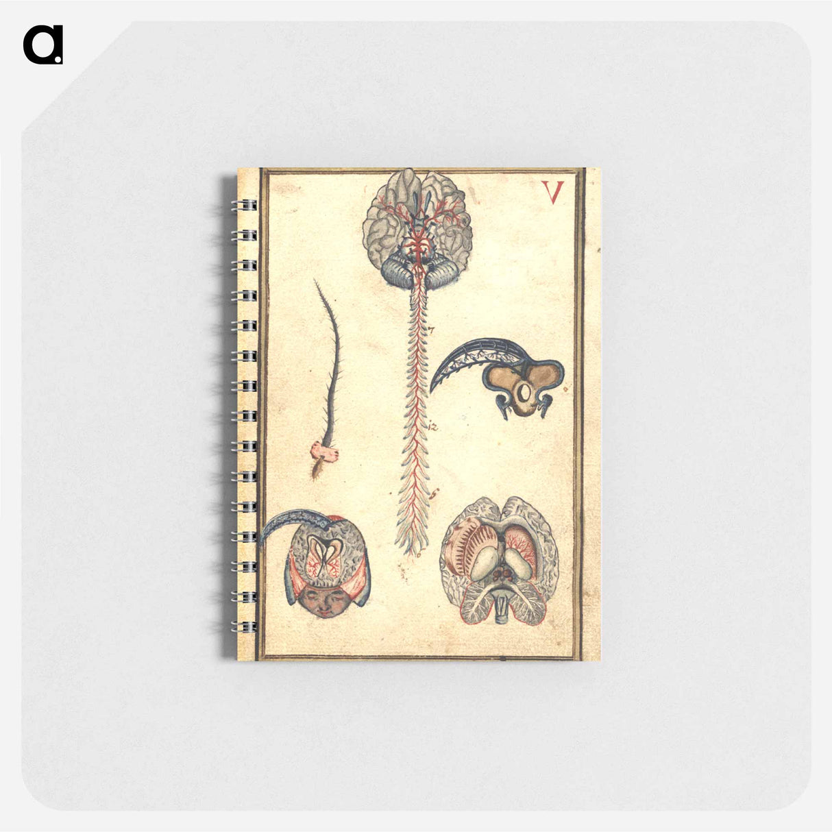 アートメモ帳-Anatomical Study of the Brain
 - 国立医学図書館 Memo.