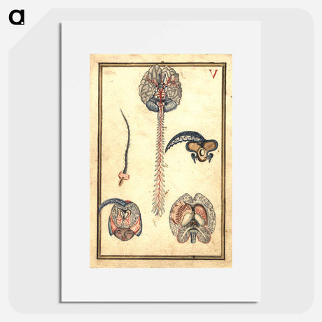 アートポスター-Anatomical Study of the Brain
 - 国立医学図書館 Poster.