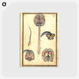 アートポストカード-Anatomical Study of the Brain
 - 国立医学図書館 Postcard.