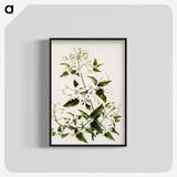 1-50_Native-Flowering-Plants-of-New-Zealand_blk-crop