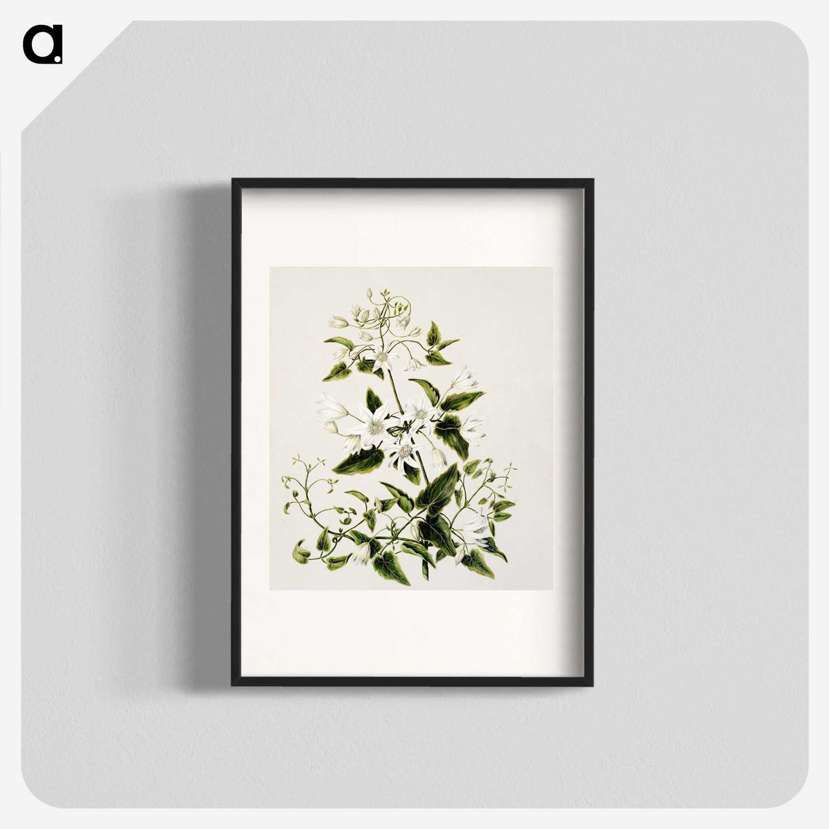 1-50_Native-Flowering-Plants-of-New-Zealand_blk