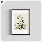 1-50_Native-Flowering-Plants-of-New-Zealand_blk