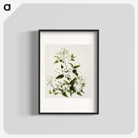 1-50_Native-Flowering-Plants-of-New-Zealand_blk