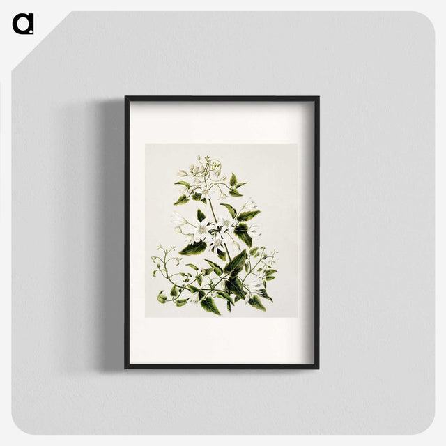 1-50_Native-Flowering-Plants-of-New-Zealand_blk