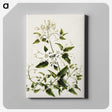 1-50_Native-Flowering-Plants-of-New-Zealand_canvas