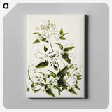 1-50_Native-Flowering-Plants-of-New-Zealand_canvas