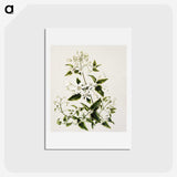 1-50_Native-Flowering-Plants-of-New-Zealand_hagaki