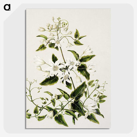1-50_Native-Flowering-Plants-of-New-Zealand_picture-crop