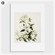 1-50_Native-Flowering-Plants-of-New-Zealand_picture