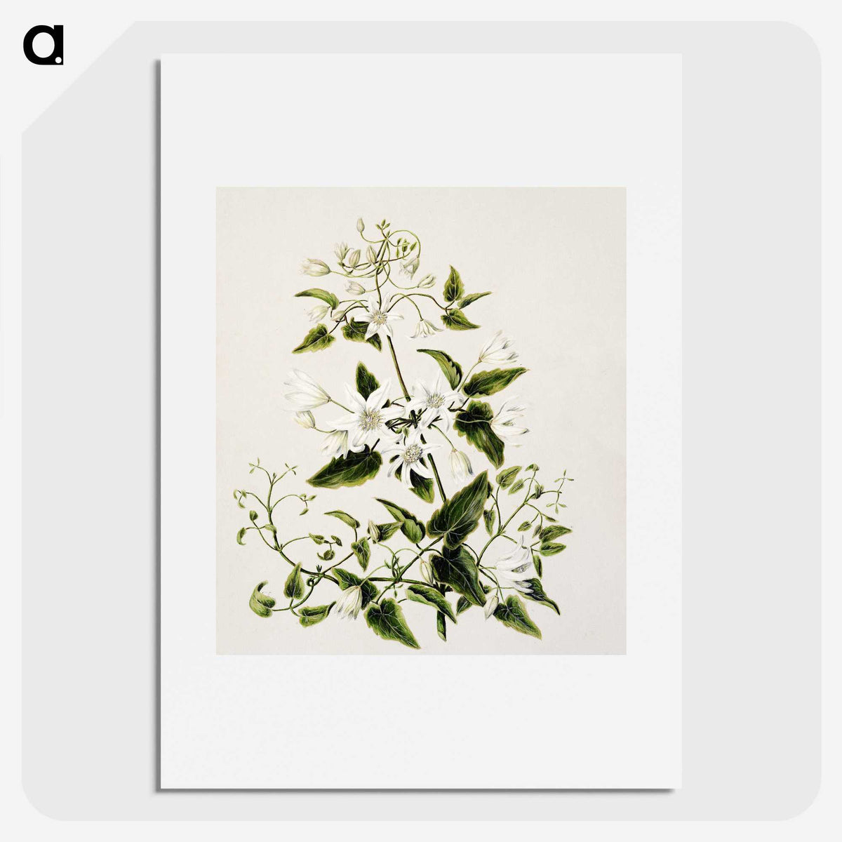 1-50_Native-Flowering-Plants-of-New-Zealand_picture
