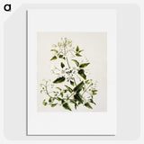 1-50_Native-Flowering-Plants-of-New-Zealand_picture