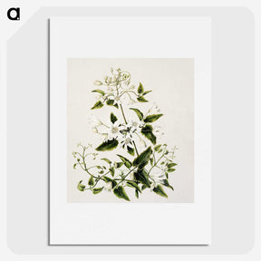 1-50_Native-Flowering-Plants-of-New-Zealand_picture