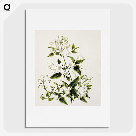 1-50_Native-Flowering-Plants-of-New-Zealand_picture