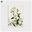 1-50_Native-Flowering-Plants-of-New-Zealand_postcard