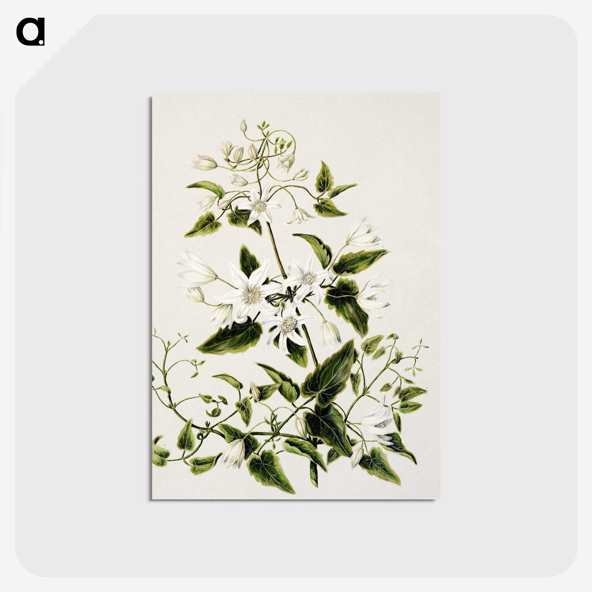 1-50_Native-Flowering-Plants-of-New-Zealand_postcard