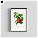 1-50_Nederlandsche-Flora-en-Pomona_blk