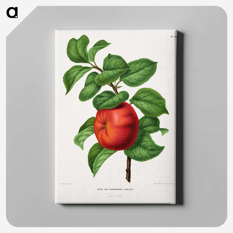 1-50_Nederlandsche-Flora-en-Pomona_canvas