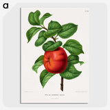 1-50_Nederlandsche-Flora-en-Pomona_picture-crop