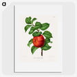 1-50_Nederlandsche-Flora-en-Pomona_picture