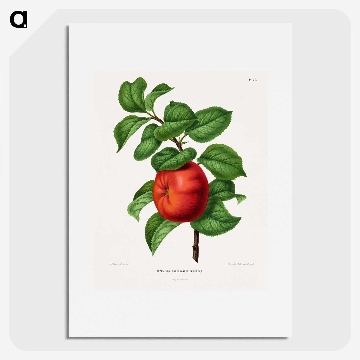 1-50_Nederlandsche-Flora-en-Pomona_picture