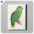1-50_Parrots-in-Captivity_canvas