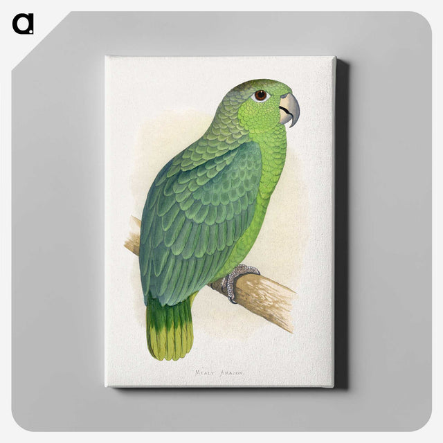 1-50_Parrots-in-Captivity_canvas
