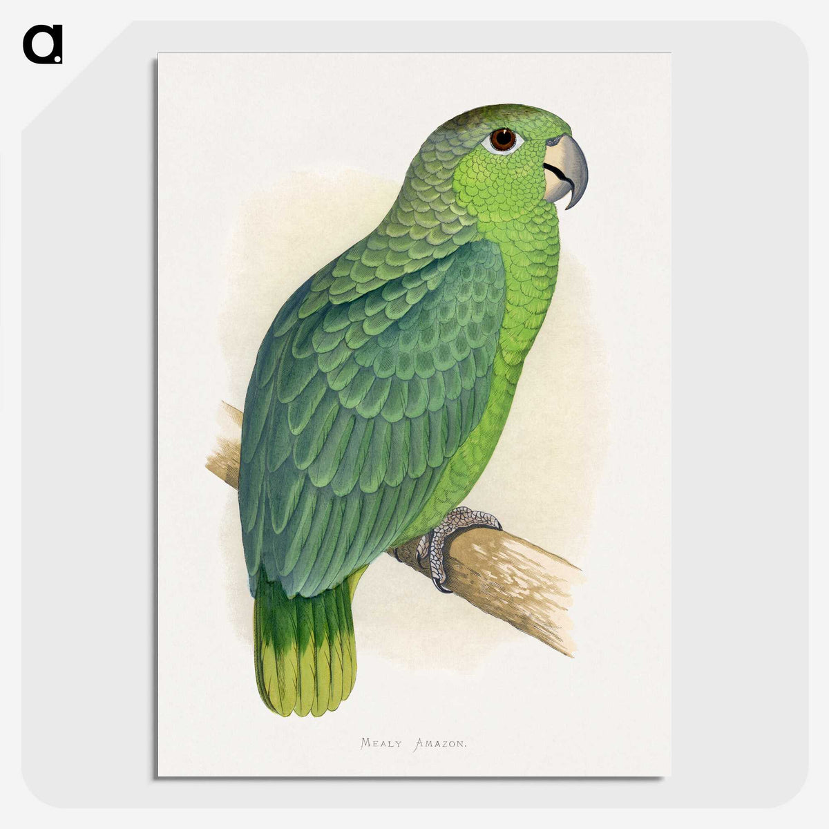 1-50_Parrots-in-Captivity_picture-crop