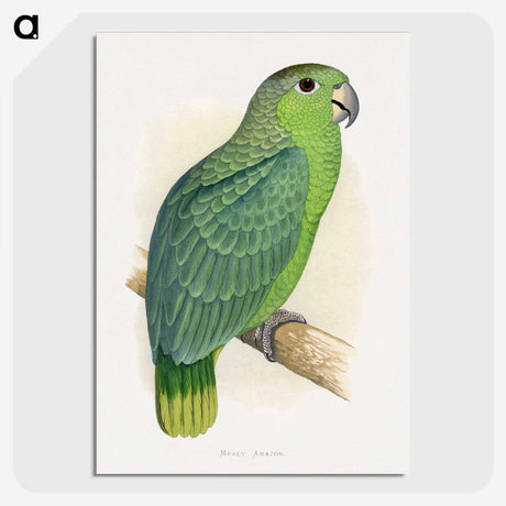 1-50_Parrots-in-Captivity_picture-crop