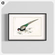 アートポスター-Green Pheasant Illustration
 - 鳥類図鑑 Poster.