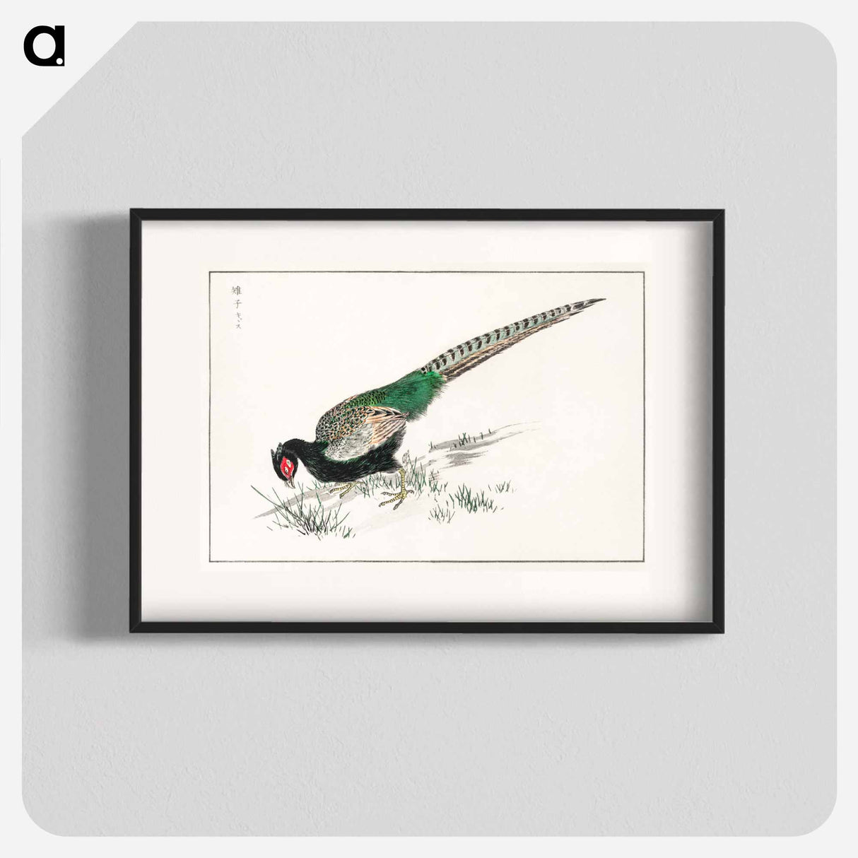 アートポスター-Green Pheasant Illustration
 - 鳥類図鑑 Poster.