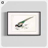 アートポスター-Green Pheasant Illustration
 - 鳥類図鑑 Poster.