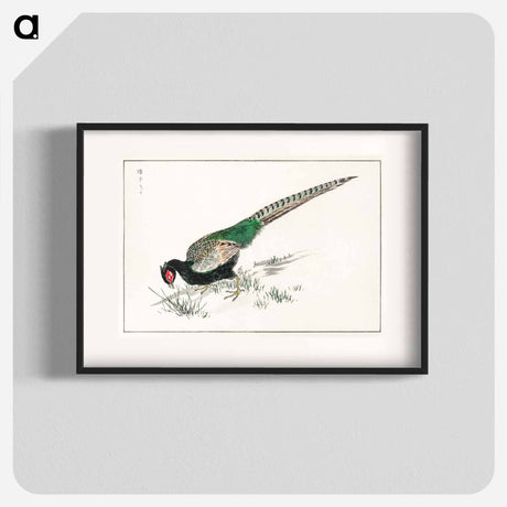アートポスター-Green Pheasant Illustration
 - 鳥類図鑑 Poster.