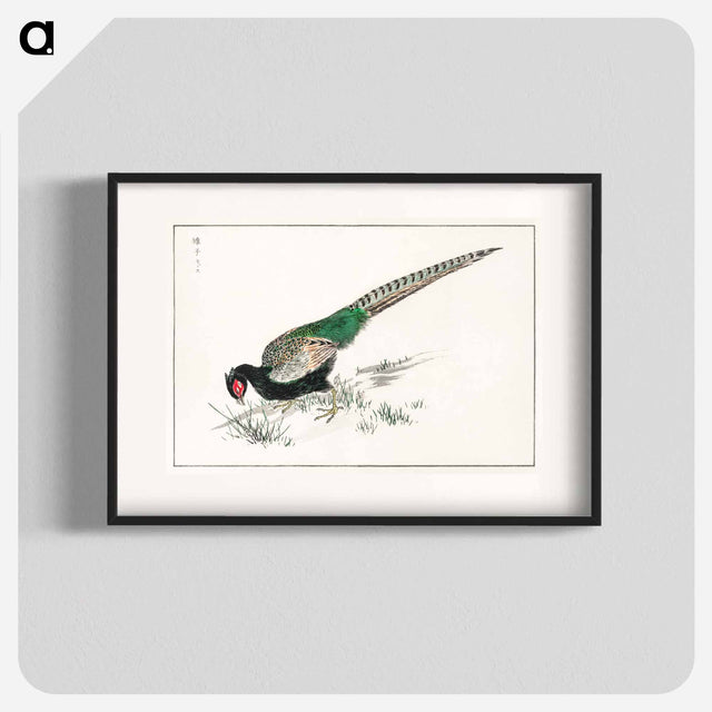 アートポスター-Green Pheasant Illustration
 - 鳥類図鑑 Poster.