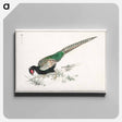 アートパネル-Green Pheasant Illustration
 - 鳥類図鑑 Canvas.
