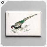 アートパネル-Green Pheasant Illustration
 - 鳥類図鑑 Canvas.