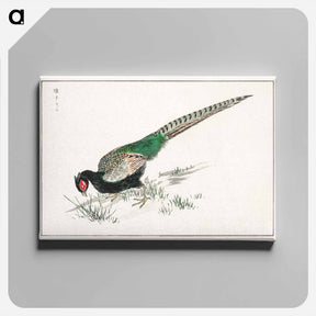 アートパネル-Green Pheasant Illustration
 - 鳥類図鑑 Canvas.