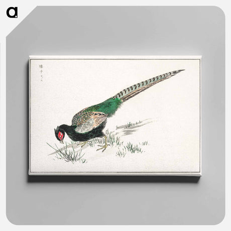 アートパネル-Green Pheasant Illustration
 - 鳥類図鑑 Canvas.