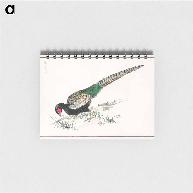 アートメモ帳-Green Pheasant Illustration
 - 鳥類図鑑 Memo.