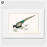 アートポスター-Green Pheasant Illustration
 - 鳥類図鑑 Poster.