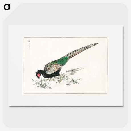 アートポスター-Green Pheasant Illustration
 - 鳥類図鑑 Poster.
