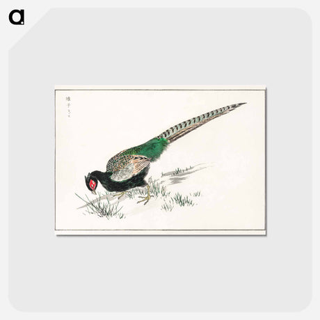 アートポストカード-Green Pheasant Illustration
 - 鳥類図鑑 Postcard.