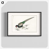 1-50_Pictorial-Monograph-of-Birds_blk