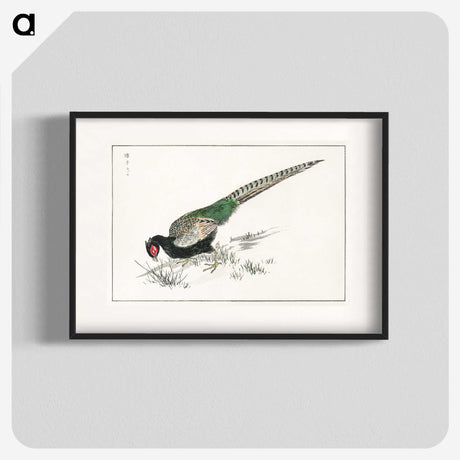 1-50_Pictorial-Monograph-of-Birds_blk