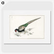 1-50_Pictorial-Monograph-of-Birds_picture